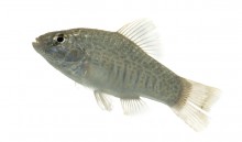 Sheepshead Minnow