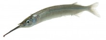 Silverstripe Halfbeak