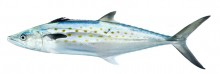 Atlantic Spanish Mackerel