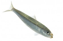 Spanish Sardine