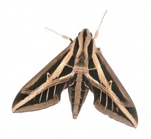 Banded Sphinx