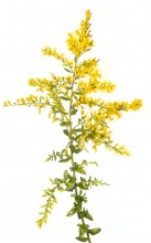 Chapman’s Goldenrod