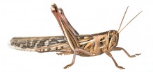 American Grasshopper