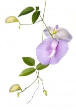 Spurred Butterfly Pea