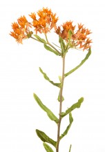 Butterfly Milkweed