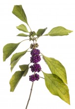 American Beautyberry