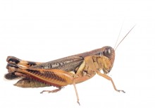 Keeler’s Spur-throat Grasshopper