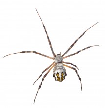 Florida Garden Spider