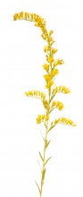 Pine Barren Goldenrod