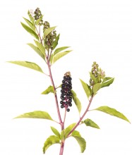 American Pokeweed