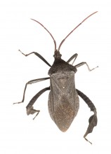 Florida Leaf-footed Bug