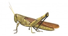 Obscure Bird Grasshopper