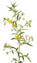 Anglestem Primrose-Willow