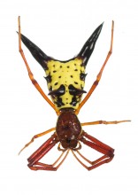 Arrowshaped Micrathena