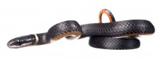 Southern Ringneck Snake