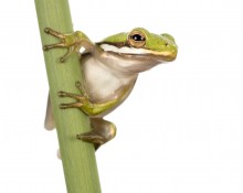 Green Tree Frog