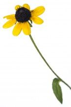 Blackeyed Susan