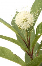 Common Buttonbush