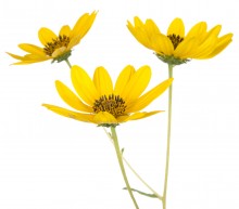 Swamp Sunflower