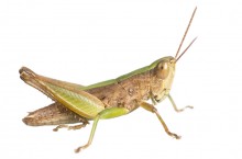 Short-winged Green Grasshopper