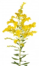 Leavenworth’s Goldenrod